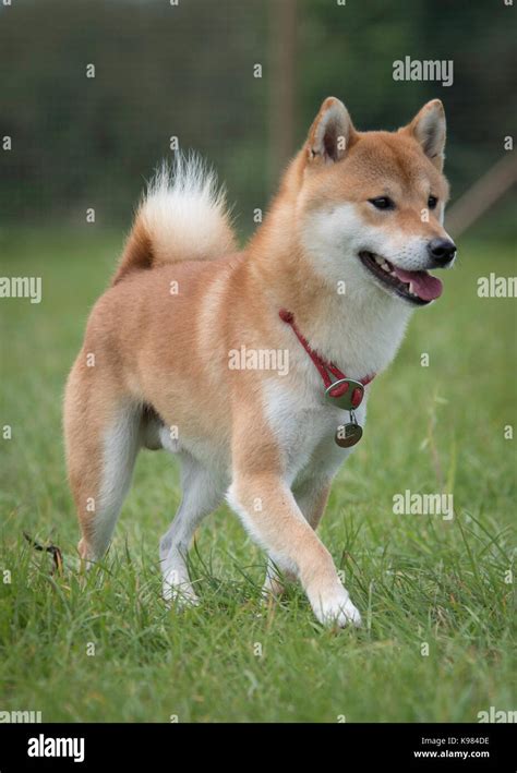 shiba inu photography|16,300+ Shiba Inu Stock Photos, Pictures & Royalty。